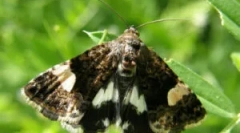 Butterfly scoop: ce este și cum să se ocupe